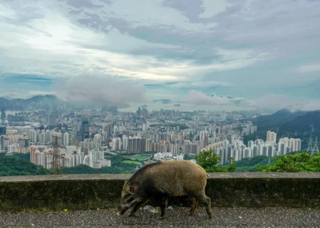 Activists Demand Shift in Hong Kong’s Wildlife Conflict Resolution Strategy Following Consecutive Incidents