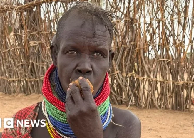 Desperate for food drought-stricken Kenyans turn to the gingerbread tree