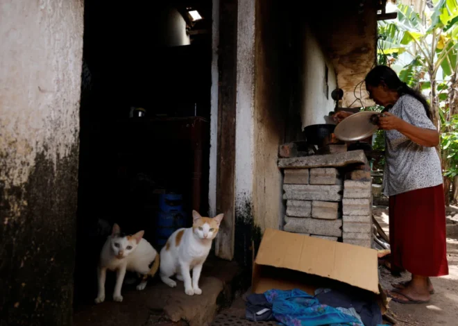 EU carbon credits could supercharge world’s clean cooking push, France says
