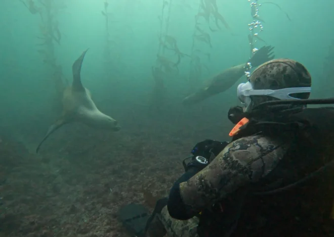 Patagonia’s Pristine Waters: A Global Hub for Immersive Marine Wildlife Encounters