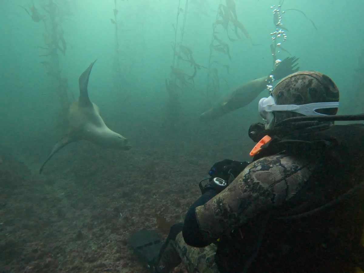 Patagonia’s Pristine Waters: A Global Hub for Immersive Marine Wildlife Encounters