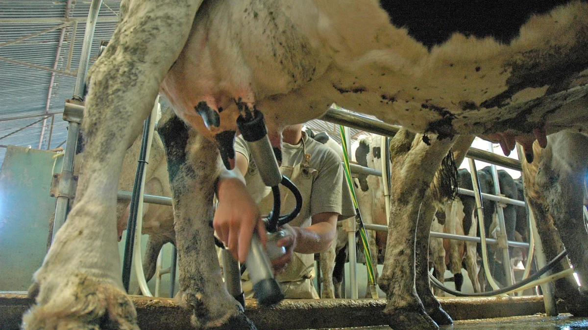 Inminente definición: Brasil avanza en una causa por supuesto dumping en lácteos contra la Argentina y Uruguay
