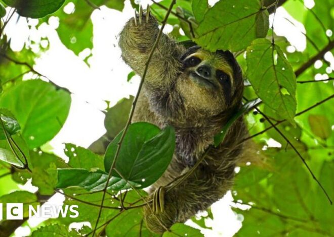 Tragedy Strikes Proposed Orlando "Slothnarium" as 31 Sloths Perish Before Opening