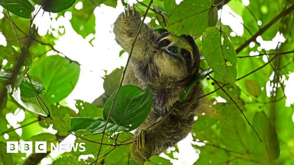 Tragedy Strikes Proposed Orlando "Slothnarium" as 31 Sloths Perish Before Opening