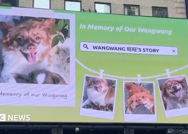 China’s animal lovers take fight against abuse offline and overseas