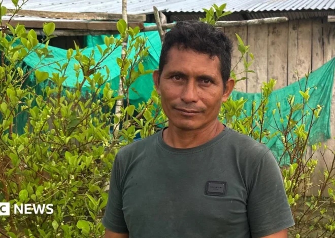 Colombia’s Relentless Struggle: A Return to Coca Cultivation Amidst Failed Promises and Global Demand