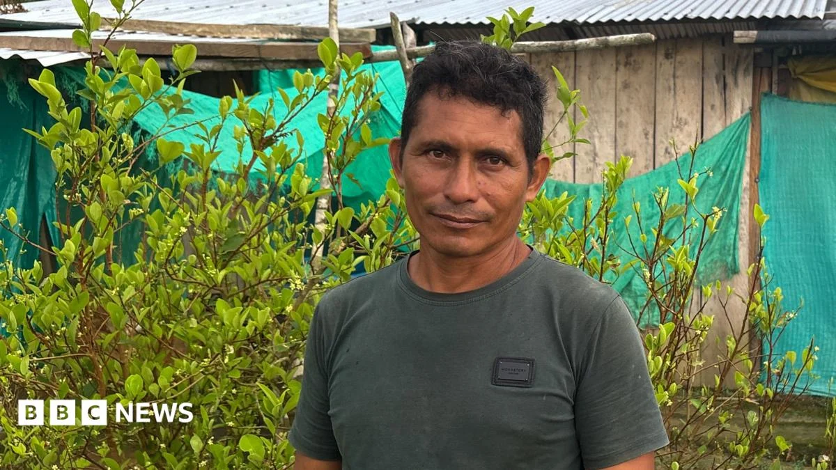 Colombia’s Relentless Struggle: A Return to Coca Cultivation Amidst Failed Promises and Global Demand