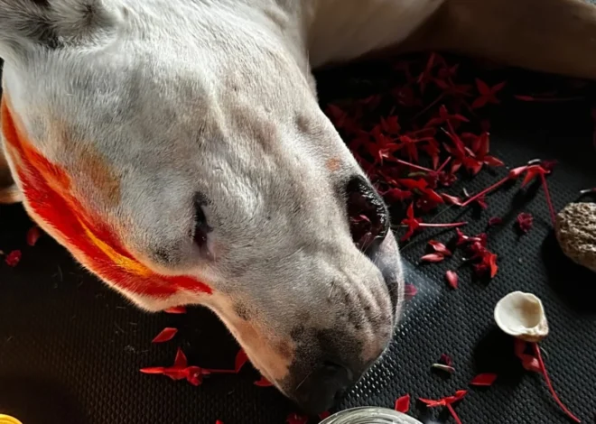 A Surfer’s Ocean Farewell: A Tribute to a Loyal Companion’s 16 Years of Shared Waves and Unconditional Love