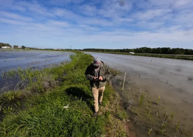 Louisiana Health Authorities Urge Beachgoers to Exercise Extreme Caution Amidst Alarming Rise in "Flesh-Eating" Bacteria Infections