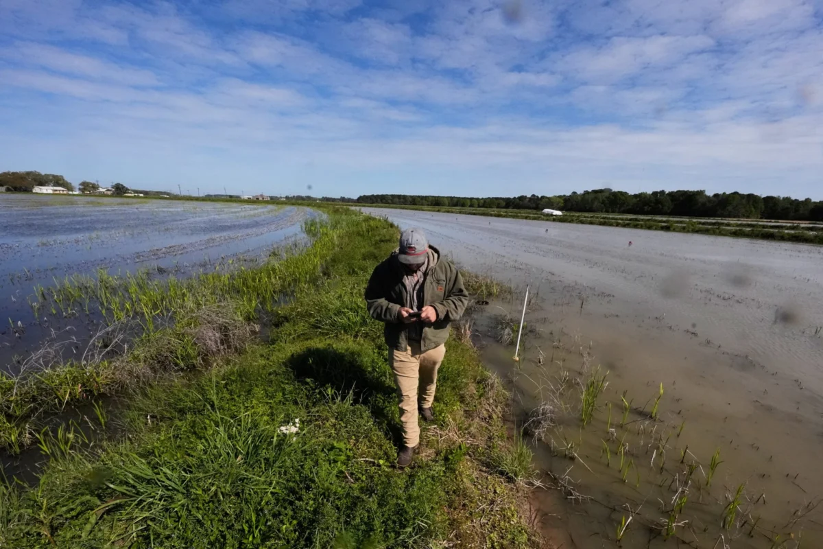 Louisiana Health Authorities Urge Beachgoers to Exercise Extreme Caution Amidst Alarming Rise in "Flesh-Eating" Bacteria Infections