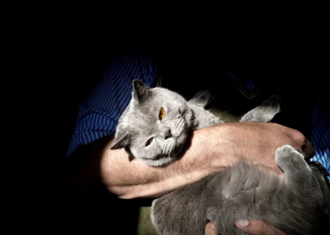 The Enduring Bond: How Animals Have Shaped Human Lives for Millennia and Continue to Enrich Our Present