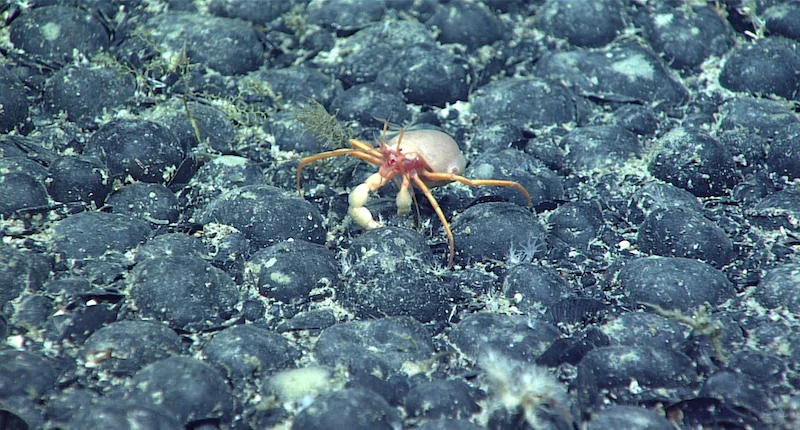 UN Maritime Tribunal Rejects Bid by Deep-Sea Mining Firms to Halt International Seabed Authority Inquiry into Contractual Compliance