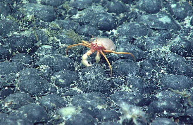 UN Maritime Tribunal Rejects Bid to Halt Investigation into Deep Sea Mining Firms Amid Conflict Over US Extraction Permits
